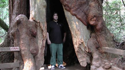 2-Day Wine Country, Redwoods & Alcatraz Tour